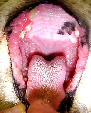 Feline Stomatitis | Animal Dental Services